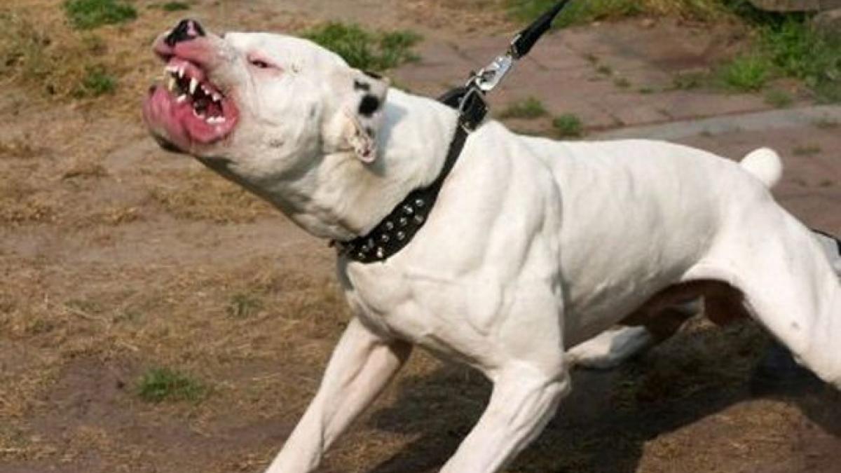 copil muscat de un pitbull care a atacat la comanda stapanului