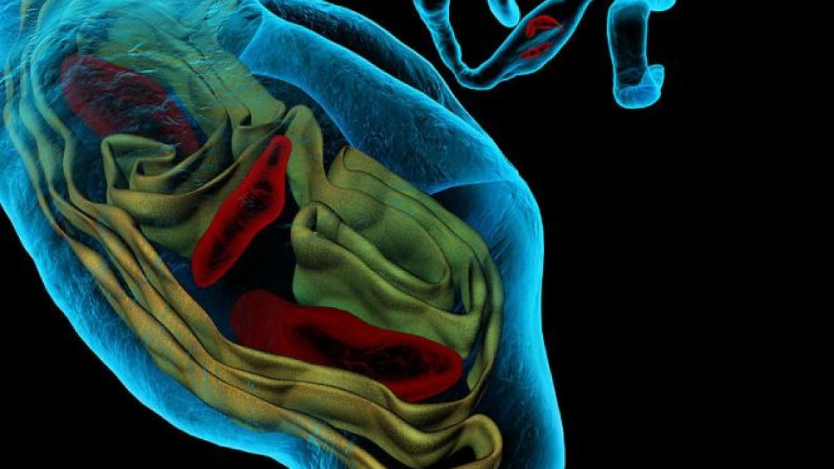 telocitele celule descoperite de romani ajuta si la refacerea ficatului