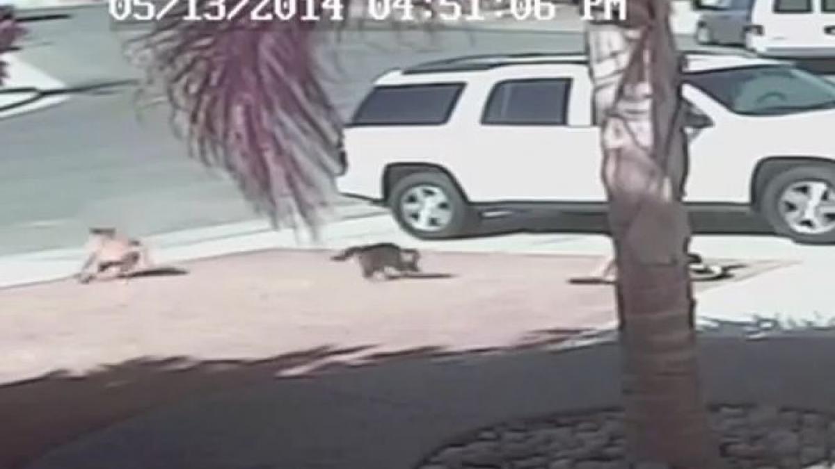 imaginile care au impresionat milioane de oameni cum a salvat o pisica viata unui copil