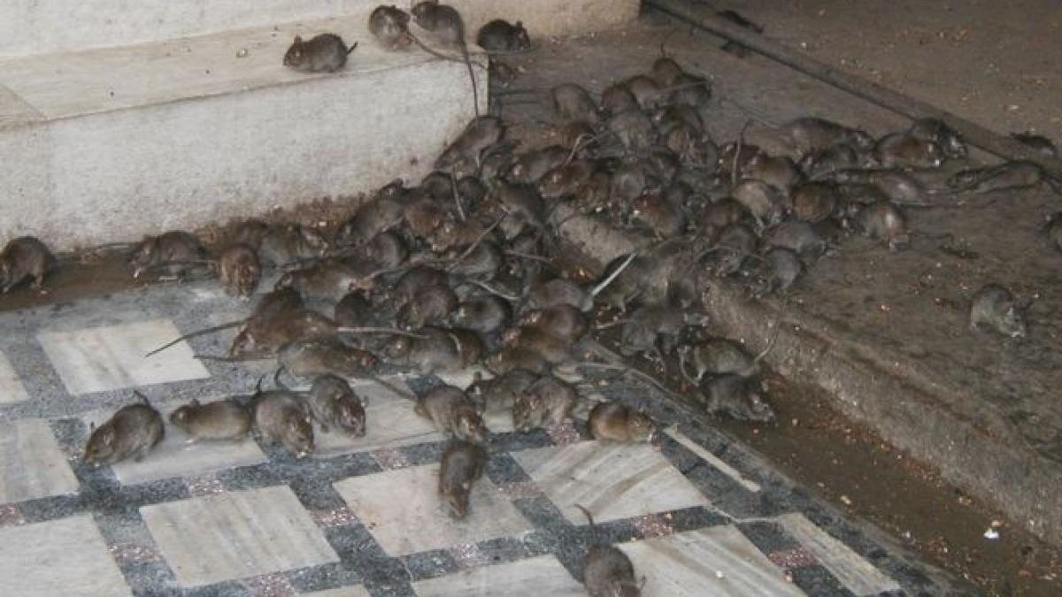 un cartier din bucuresti invadat de sobolani