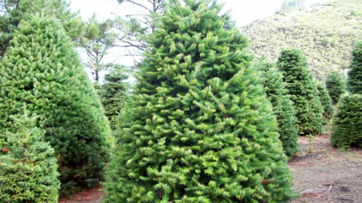 o minune a sanatatii un remediu utilizat inca din antichitate pentru vindecarea diferitelor boli