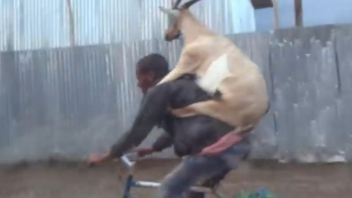 imagini rupte parca din desenele animate participantii in trafic au crezut ca au halucinatii