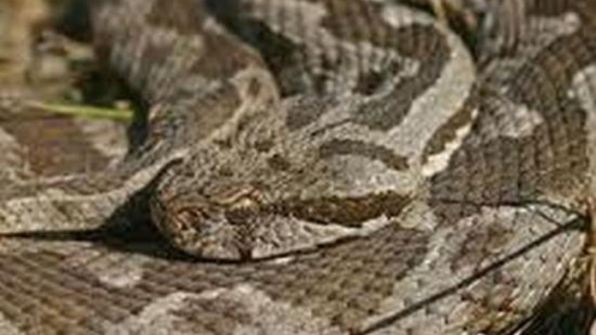 atentie vipere turistii care prefera drumetiile la munte alertati privind aparitia reptilelor
