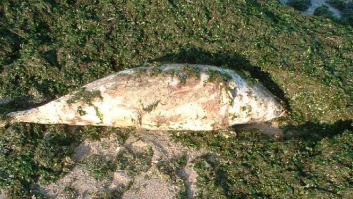 trei delfini au fost gasiti morti pe plajele de pe litoral