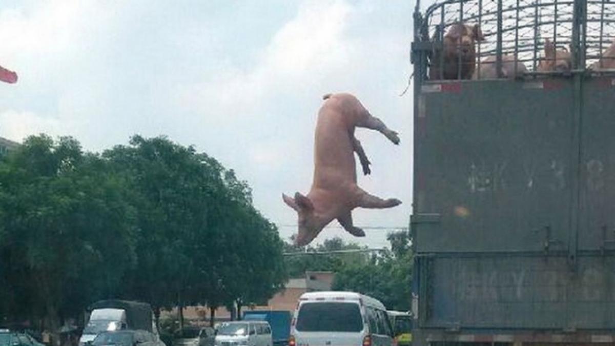 zboara porcule zboara ce s a intamplat la cateva momente dupa ce purcelul a evadat si a sarit in