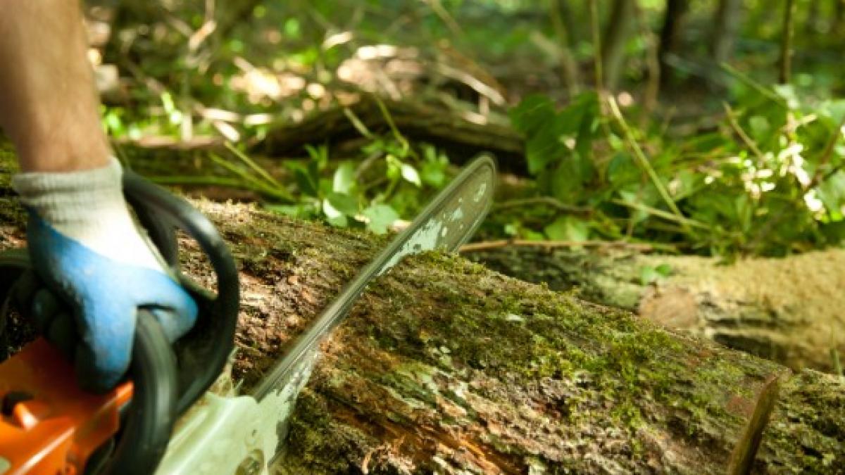 38 de parlamentari vor sa legifereze defrisarea integrala a padurilor in scopuri turistice