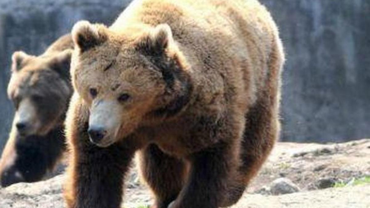 zeci de turisti speriati au sunat astazi la 112 o ursoaica si doi pui s au plimbat pe aleile