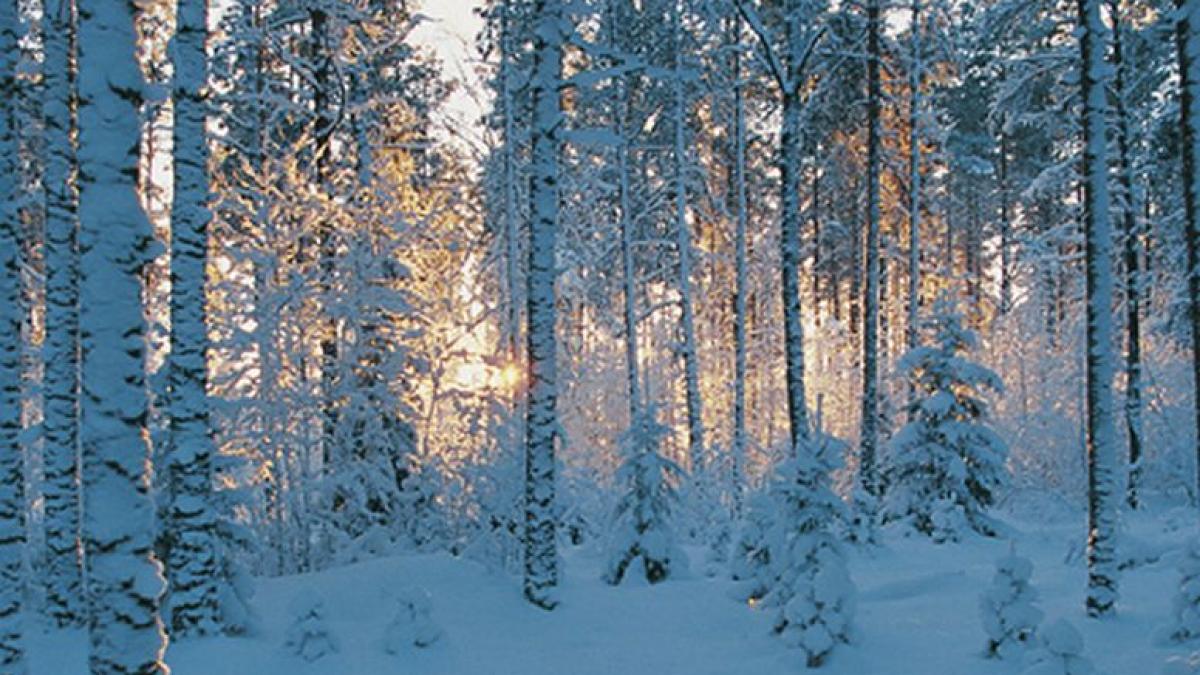 anomalia este provocata de schimbarile climatice fenomenul rar care nu a mai avut loc de 32 de ani