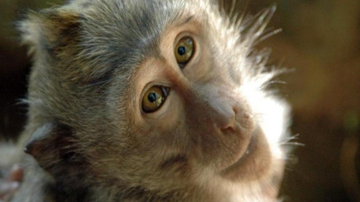 au evadat de la gradina zoologica prin gaura tarcului cinci maimute violente au fugit din