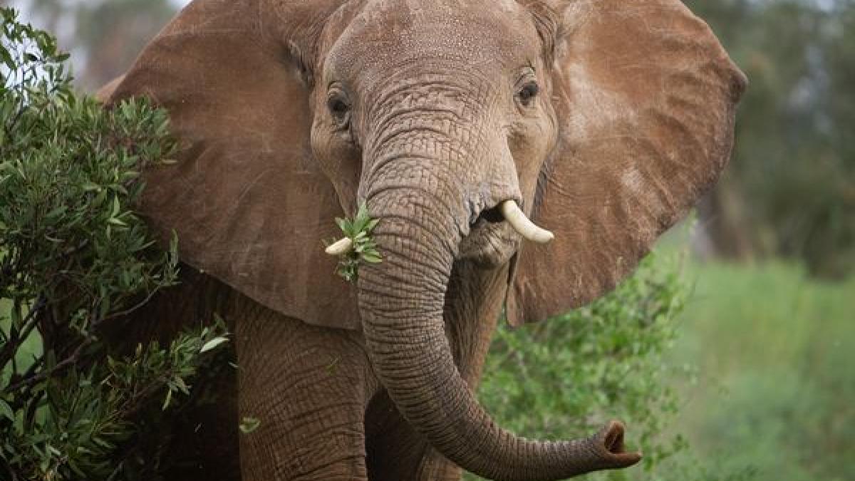 elefantul african o specie pe cale de disparitie zeci de mii de exemplare sunt ucise anual