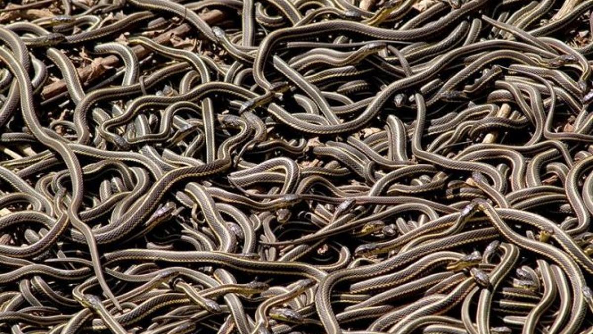 invazie de serpi intr un judet din romania locuitorii sunt ingroziti si nu stiu la cine sa apeleze