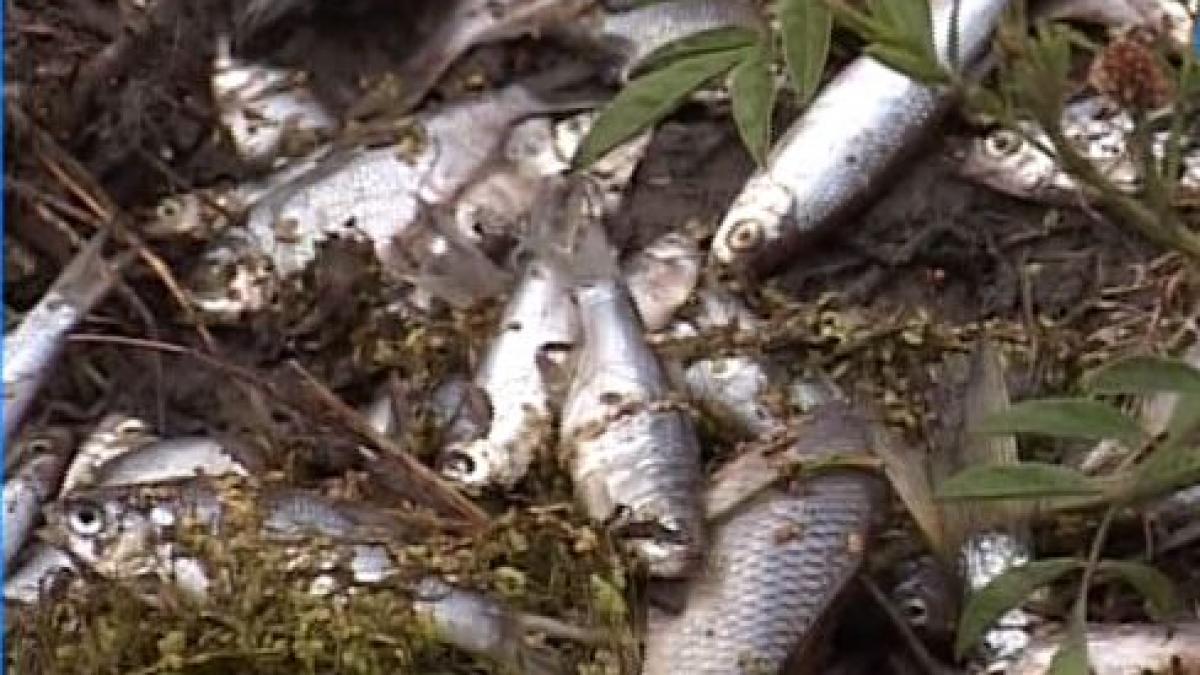 mii de pesti morti au fost carati cu sacosele de localnicii din branistea