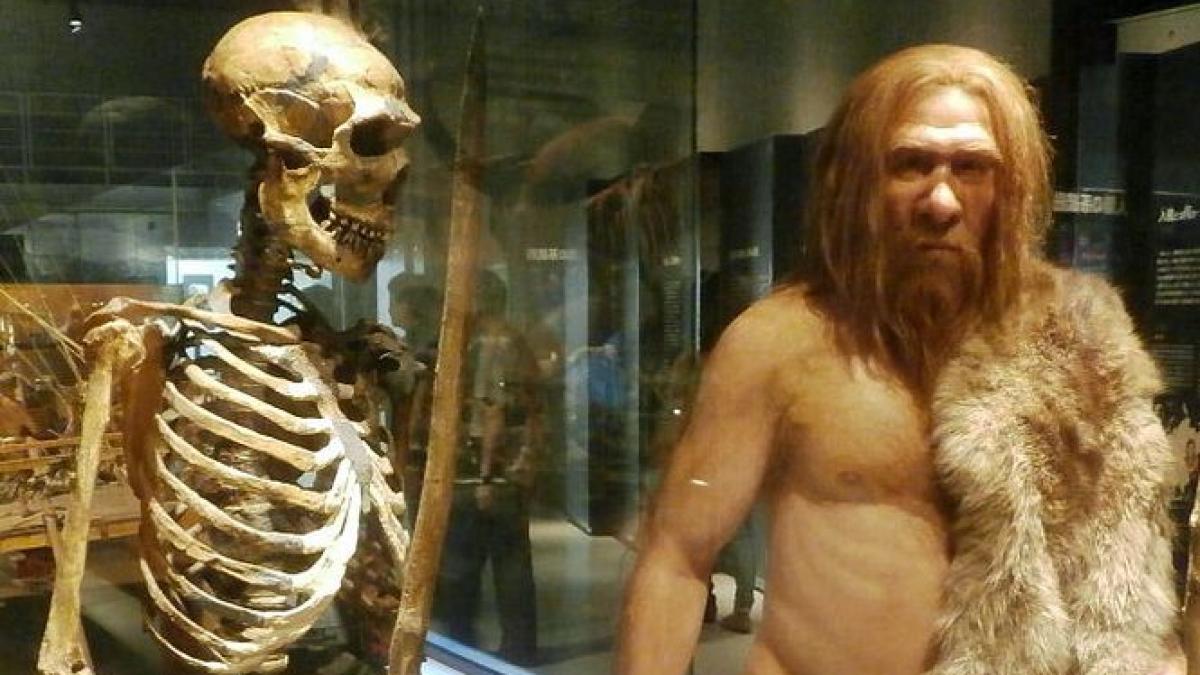 descoperirea importanta facuta de oamenii de stiinta omul de neanderthal are o origine de cel putin