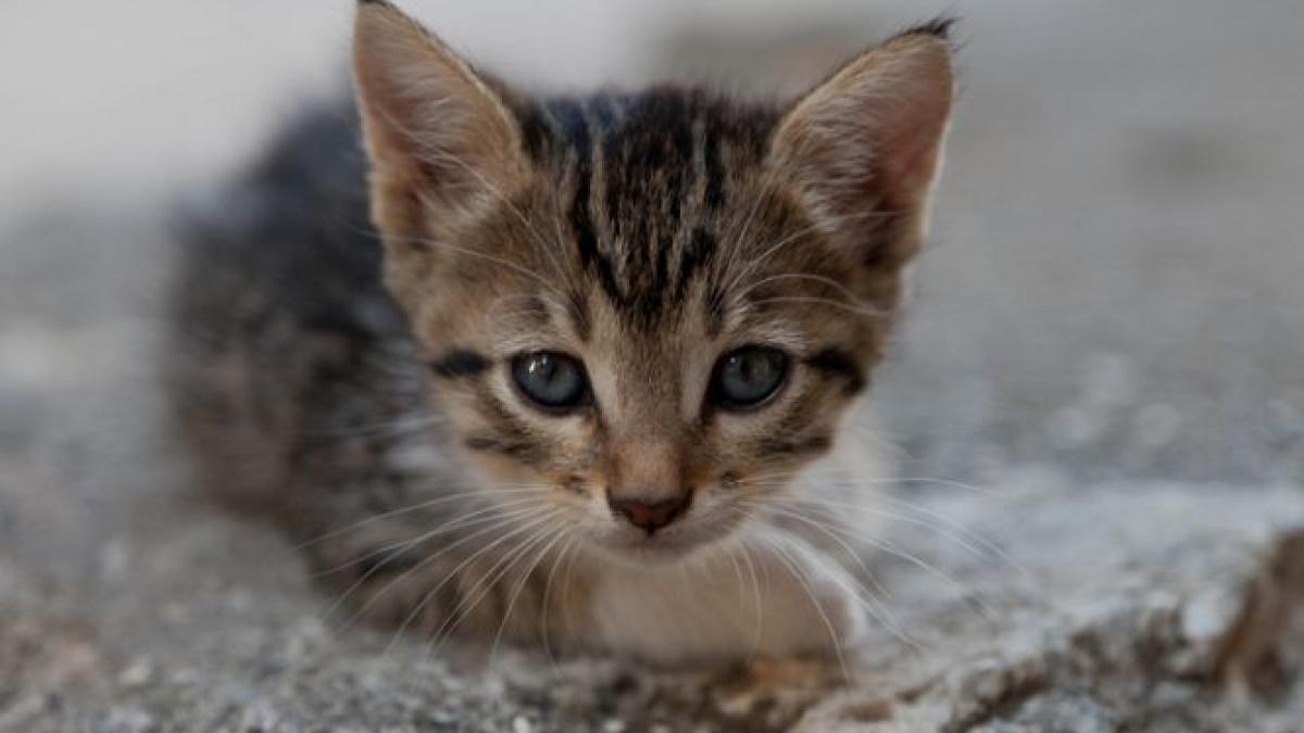 un act de cruzime fara margini s a petrecut la arad