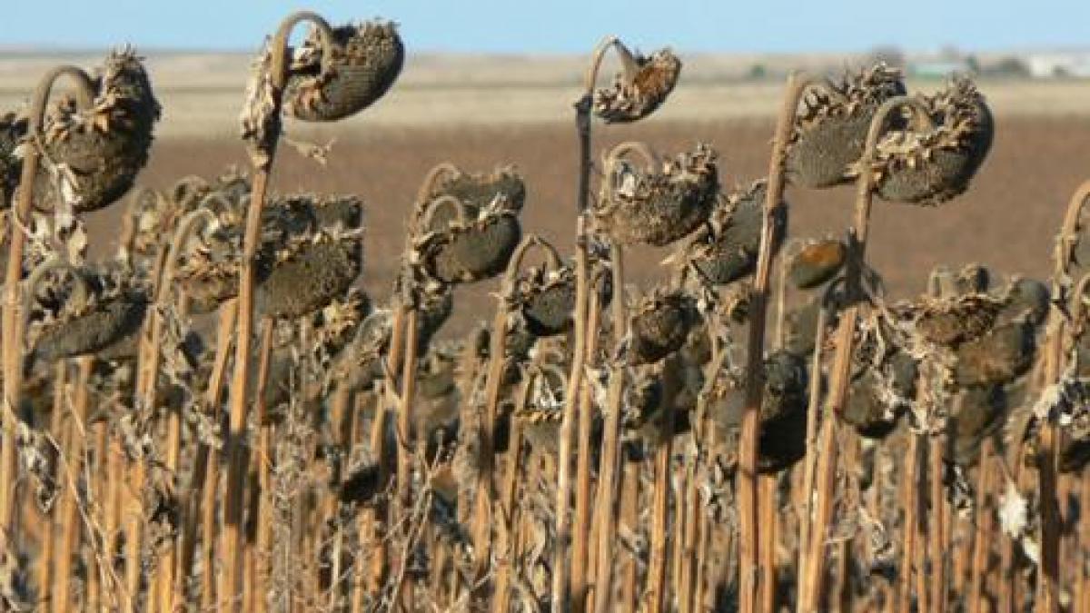 vreme caniculara pana in septembrie vezi prognoza meteo pana in prima luna de toamna
