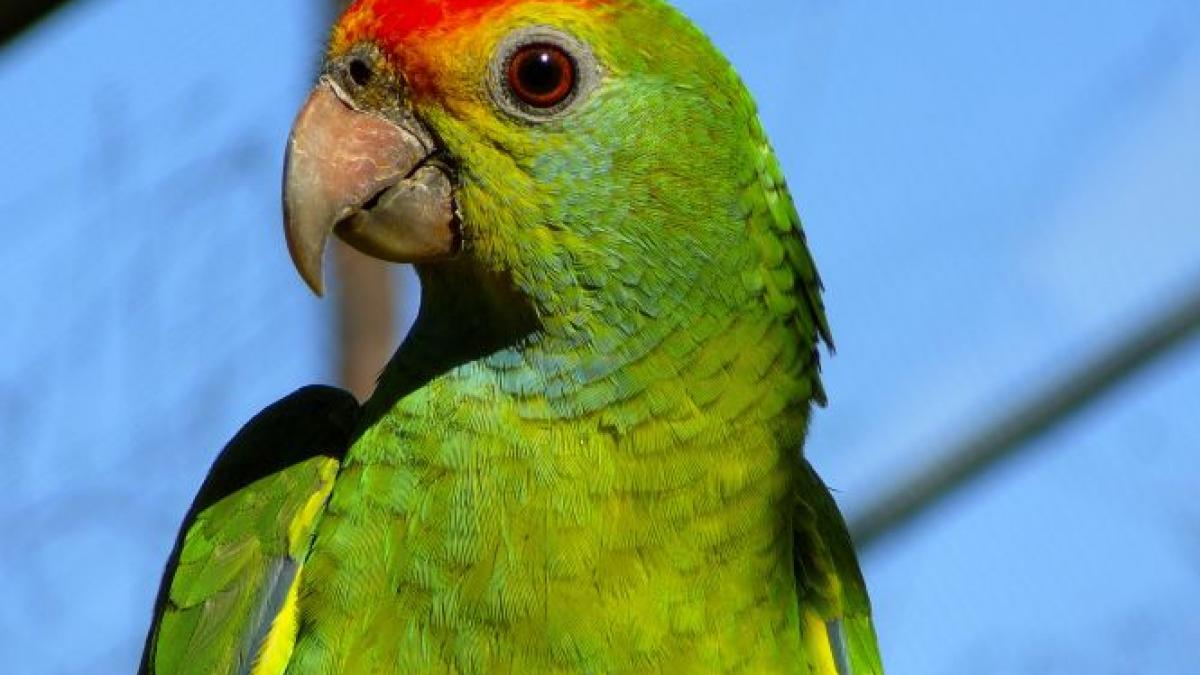 o femeie care a vandut un papagal cercetata de politie pentru ca pasarea este muta
