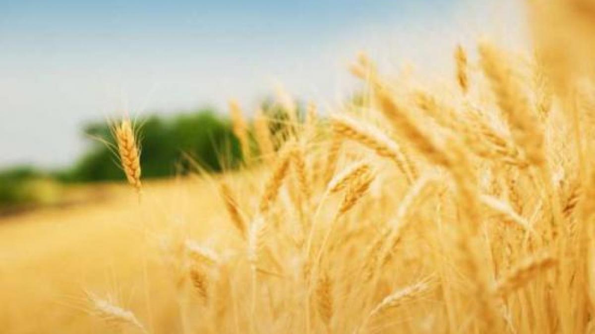 temperaturile oscilante au afectat culturile productia agricola ar putea scadea cu peste 20