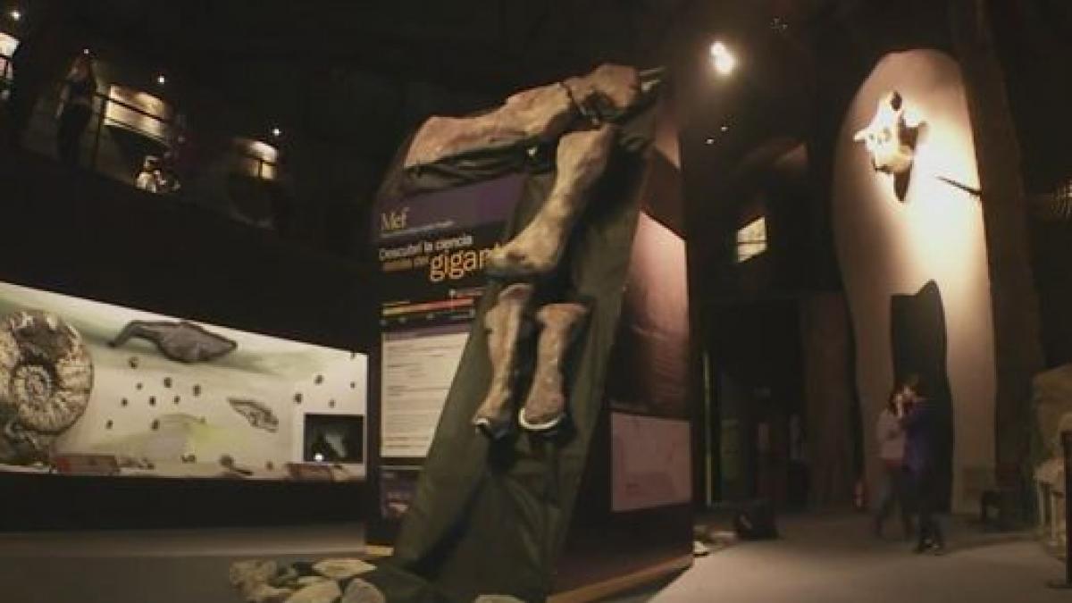 video un mastodont de marimea a 14 elefanti a fost descoperit in argentina palentologii cauta