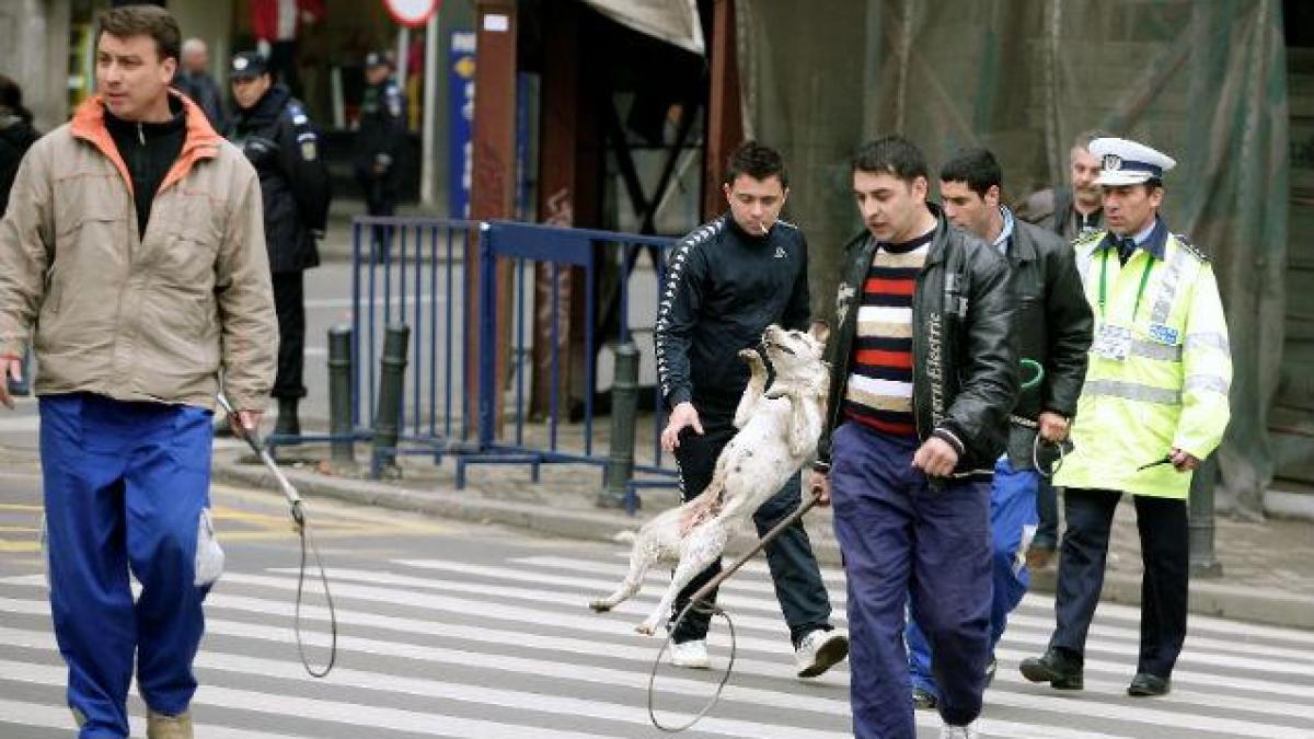 scandal terminat la sectia de politie intre hingheri si iubitorii de animale criminalilor aveti