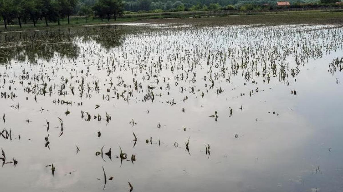 cod galben de inundatii pe mai multe rauri din tara