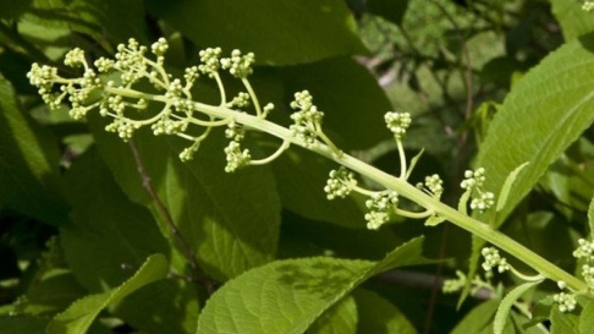 planta care creste in china poate vindeca cea mai cumplita boala cancerul pancreatic