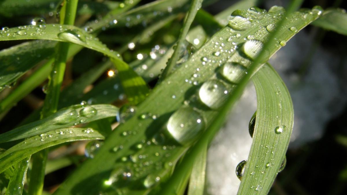 roua un leac tamaduitor