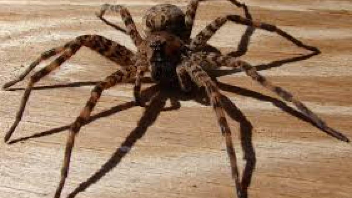 viata bate filmul a vrut sa omoare un paianjen si a dat foc casei