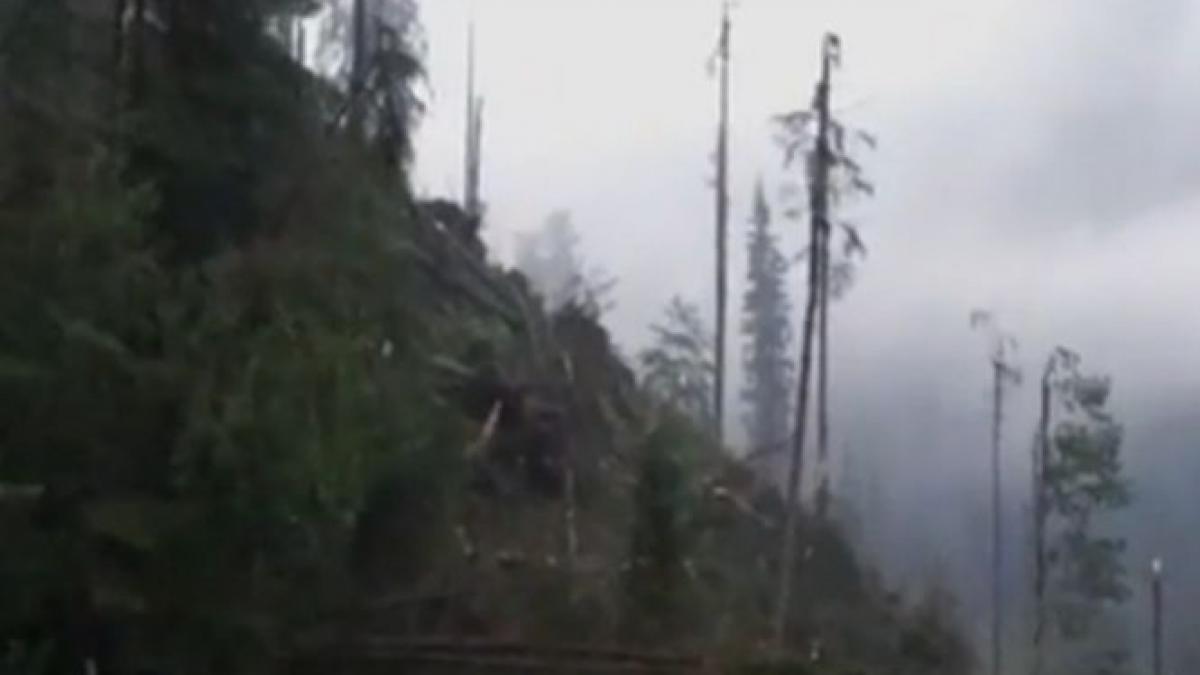 imagini apocaliptice la suceava o furtuna violenta a doborat o padure intreaga