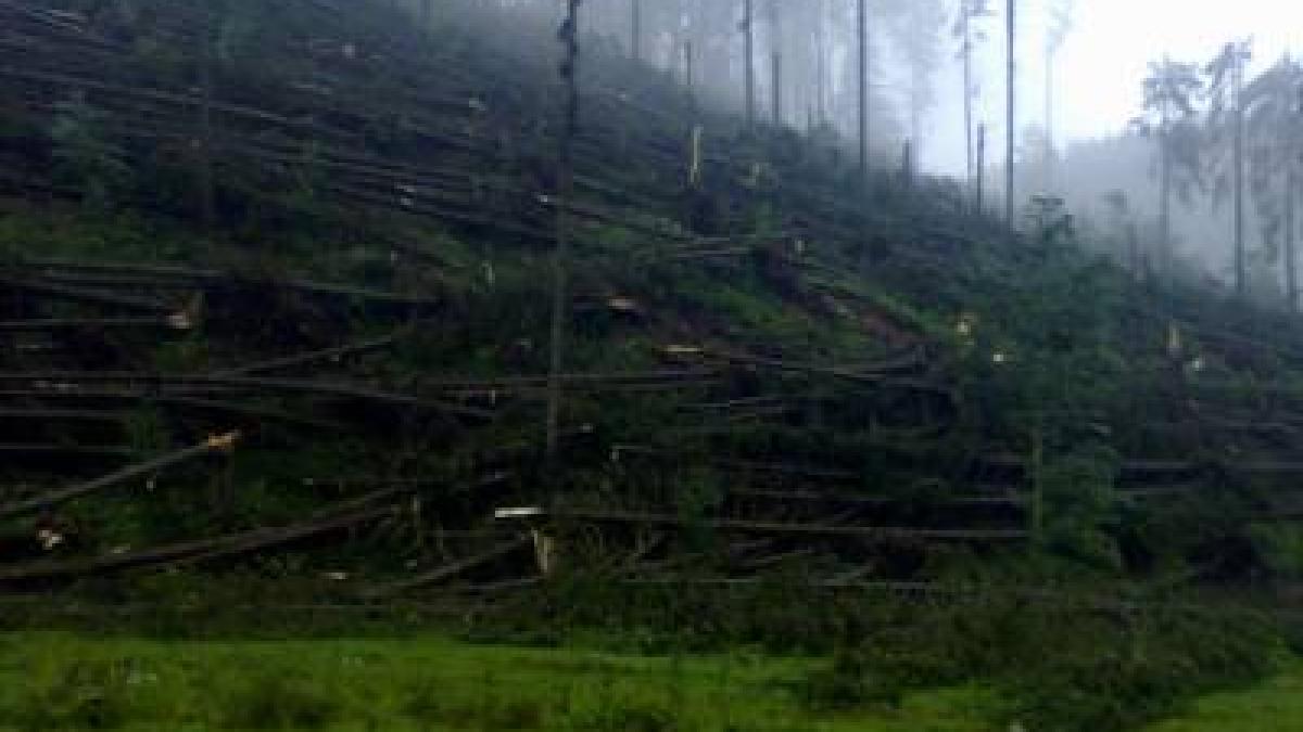 imagini de necrezut in romania o padure de 55 de hectare rasa de o tornada vremea extrema a facut
