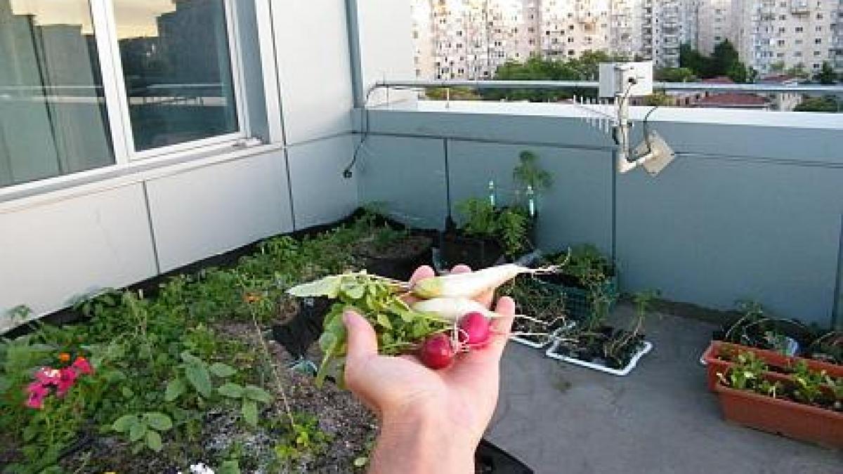 proiectul uimitor care poate schimba la fata bucurestiul gradina urbana pe acoperisul unui bloc din