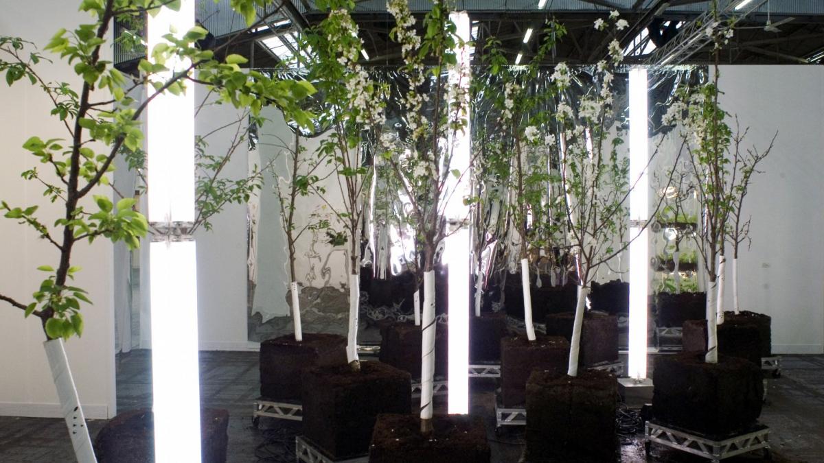 cum arata pomul care da peste 40 de soiuri de fructe este o adevarata minune