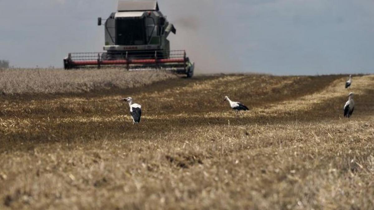 income ajutor pentru tinerii fermieri