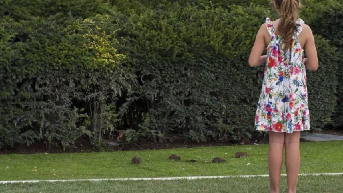 celebrul muzeu de arta luvru invadat de sobolani