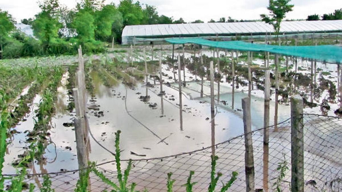 toti vedeau in 2014 un an bogat in recolte acum oamenii sunt disperati dupa ce si au vazut complet