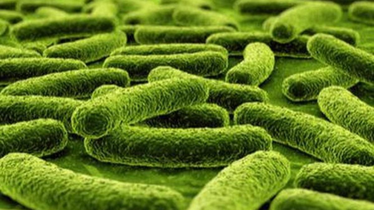 mainile murdare fac victime mizeria mana in mana cu boala