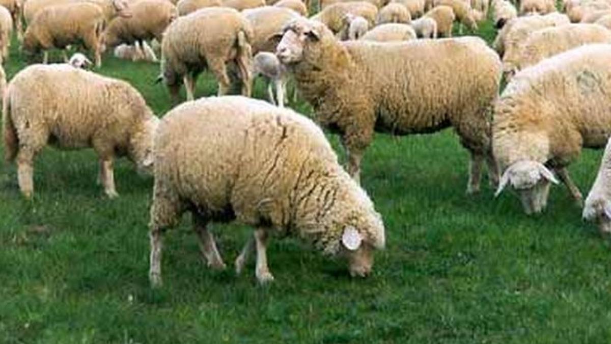 o primarie a cheltuit 300 000 de lei pentru un teren de fotbal pe care pasc oile