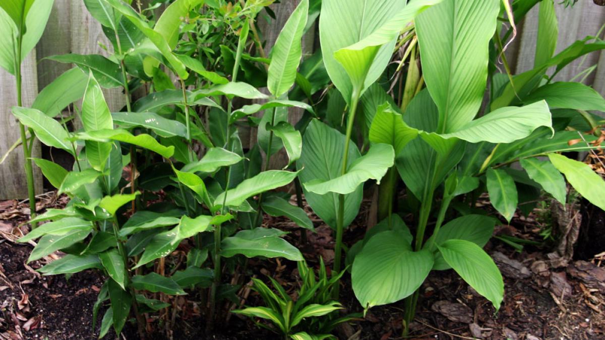 e cea mai importanta planta a lumii distruge cancerul rezistent la medicamente si previne boala