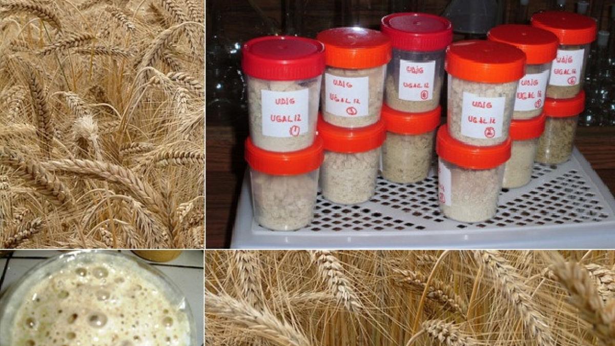 inventia care ar putea schimba consumul de paine de secara