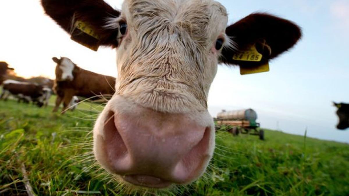 rusia suspenda de azi importurile de carne de vita din romania