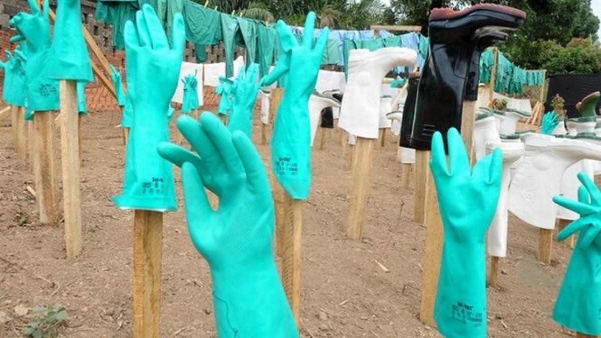 antidotul care ar putea salva oamenii bolnavi de ebola extras dintr o planta surpriza este ieftin