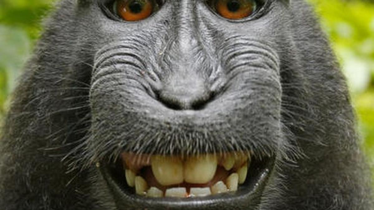 disputa pe celebrul selfie cu maimuta cine detine fotografia cand macacul se pozeaza singur