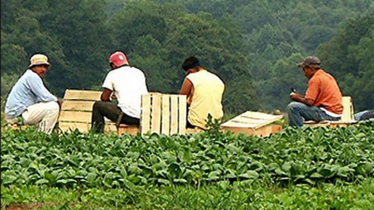 salvati de la sclavie dintr o ferma britanica printre persoanele exploatate se aflau si romani