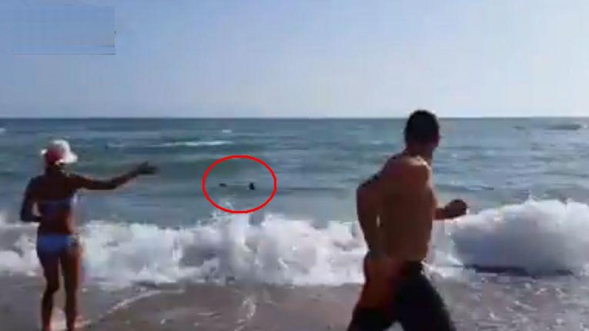 panica pe o plaja de langa roma un rechin albastru infometat le a dat tarcoale turistilor