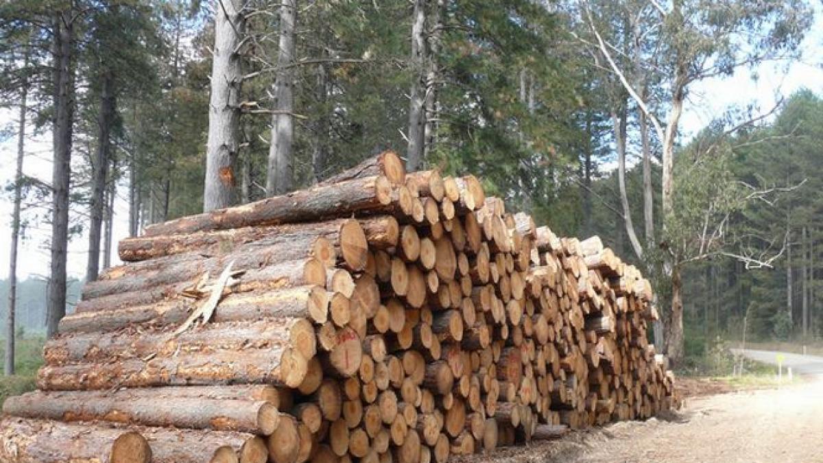 descinderi in zonele in care se taie ilegal paduri