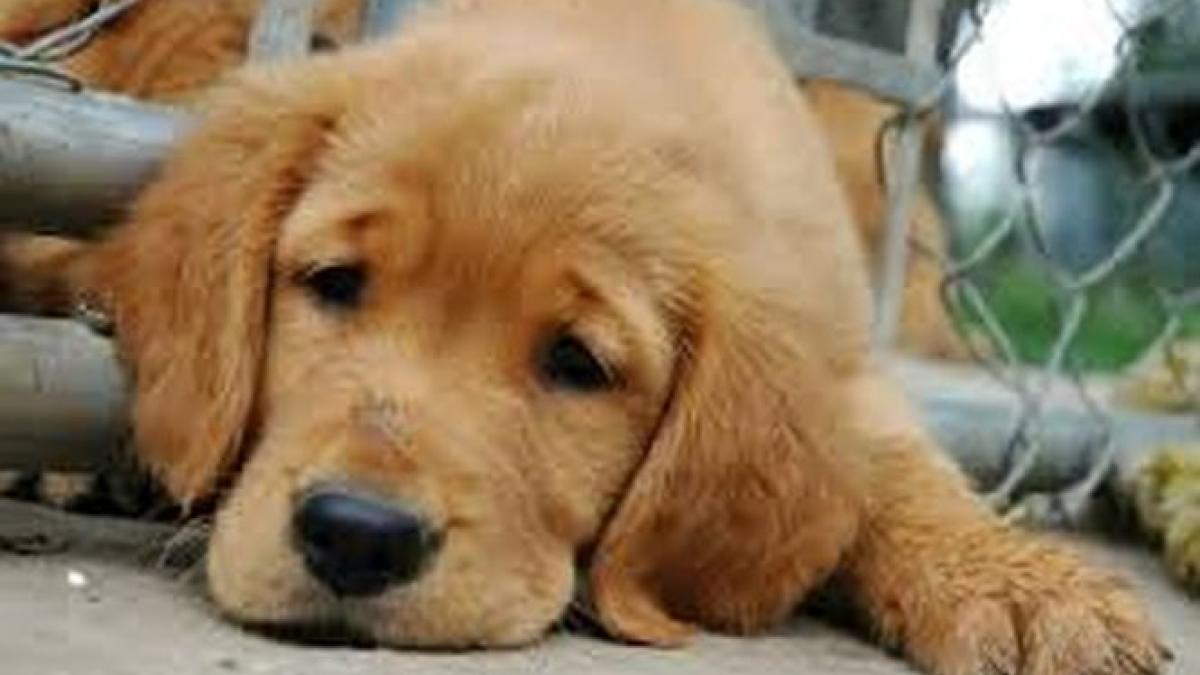 2 000 de animale vii si moarte erau ingramadite in casa unui american autoritatile l au retinut