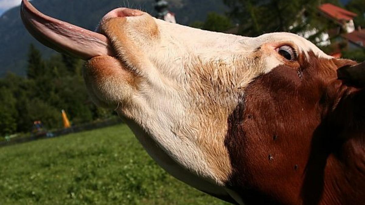 autoritatile sanitar veterinare din romania sunt in alerta boala limbii albastre ucide bovinele din