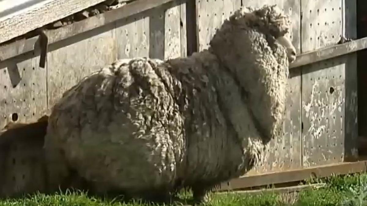 cea mai blanoasa oaie din lume uite cum arata animalul care nu s a lasat tuns timp de sase ani