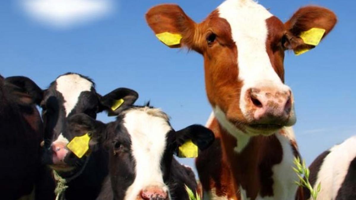 guvernul a convocat comitetul national pentru situatii de urgenta dupa ce zeci de bovine din buzau