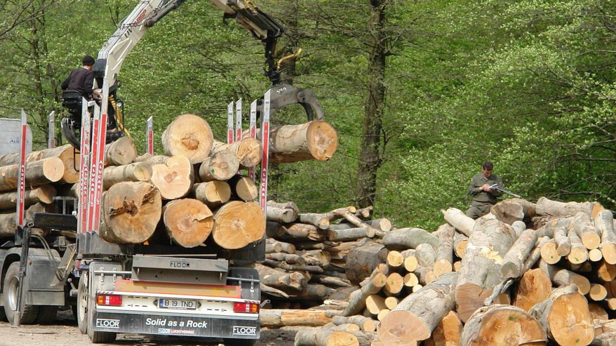 masacru in parcul national semenic zeci de hectare de paduri virgine puse la pamant cu drujba si