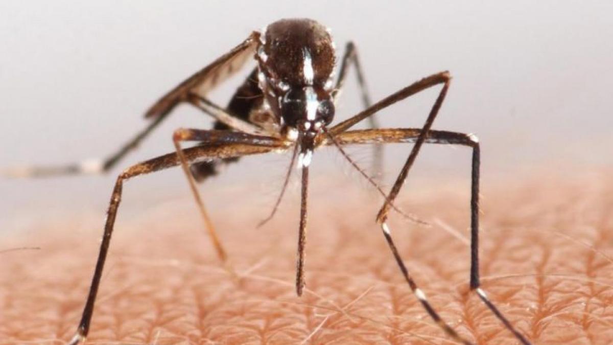 trei cazuri de febra dengue pentru prima data in 70 de ani la tokyo
